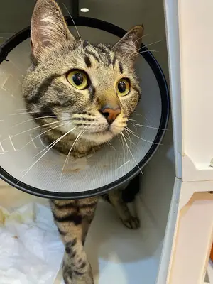 Papyon Veteriner Kliniği - Maltepe, Cevizli - 7 Gün Açık Acil Veteriner