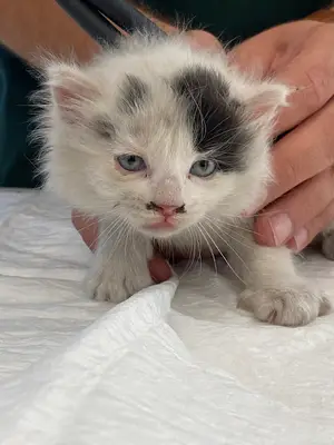 MerVet Veteriner Kliniği