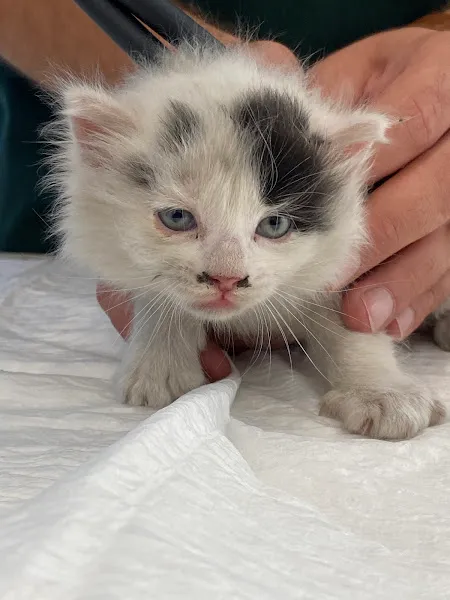 MerVet Veteriner Kliniği foto 1