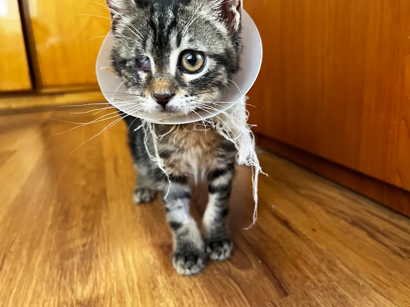 MerVet Veteriner Kliniği foto 2