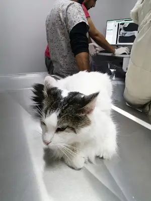 Masadağı Veteriner Kliniği