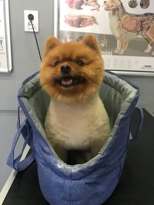Damla Veteriner Kliniği