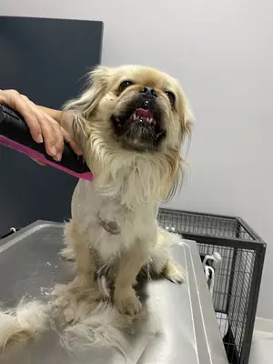 Etimesgut NeoVital Veteriner Kliniği