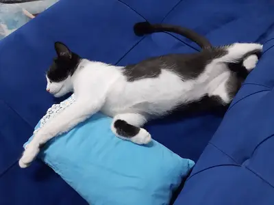 Animalya veteriner kliniği