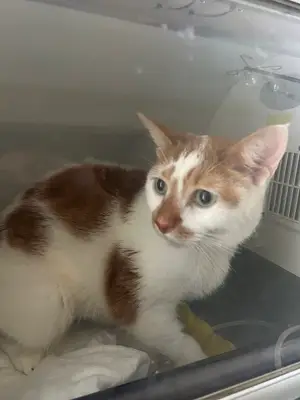 Liva Veteriner Kliniği
