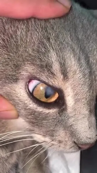 VETHOME VETERİNER - veterdivision - Kedi-Köpek Göz Hastalıkları Kliniği | foto 2