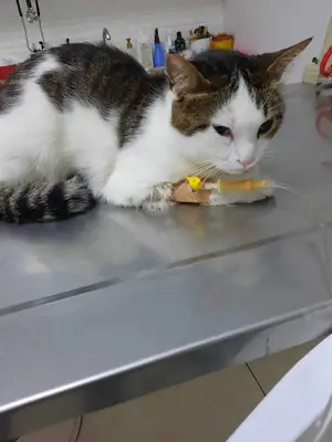 Termessos Veteriner Kliniği
