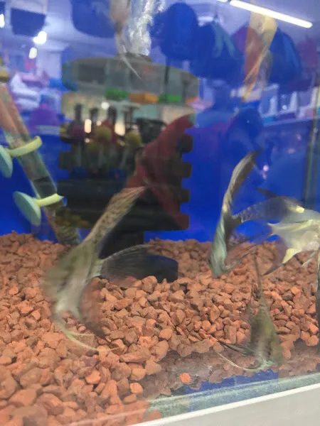 Kral Akvaryum Petshop foto 2