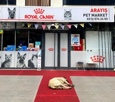 İçerenköy Petshop