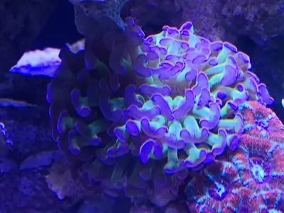 Fishland Akvaryum