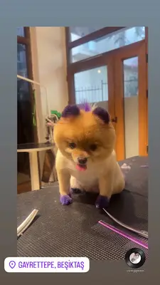 Pet Grooming İstanbul