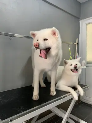 Kavacık Pet Kuaför