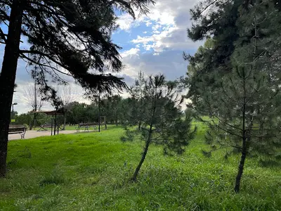 General Balcı Çamlığı