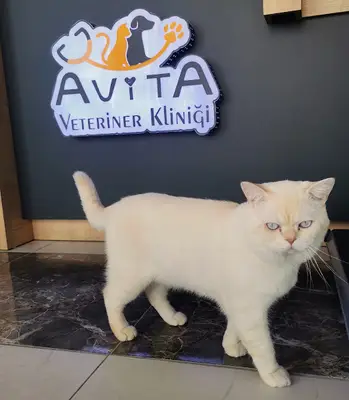 Avita Veteriner Kliniği - Ümraniye, Atakent En Yakın Veteriner