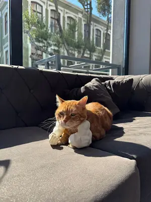 Capitol Veteriner Kliniği Bakırköy 7/24 Acil