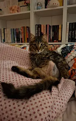 Dikmen Veteriner Kliniği