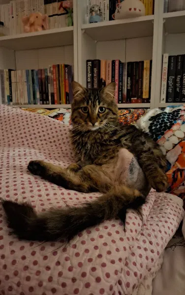 Dikmen Veteriner Kliniği foto 1