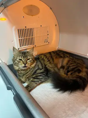 Batıkent Ergazi Veteriner Kliniği
