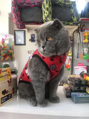 Maslak Petshop
