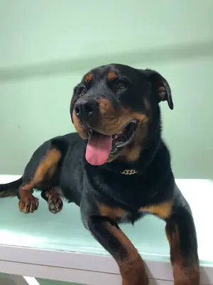 Grooming Fusion