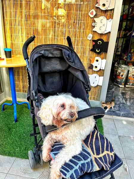 Antalya Muratpaşa Tosyalı Pet Kuaför foto 2
