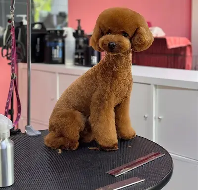 Erkin’in Pet Kuaför Salonu