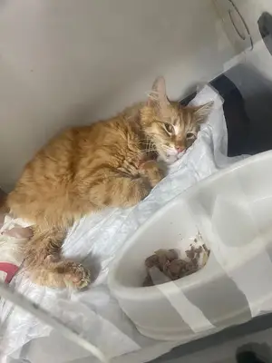 GAZİOSMANPAŞA VETERİNER PET İSTANBUL VETERİNER POLİKLİNİĞİ