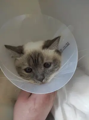 Parla Veteriner Kliniği