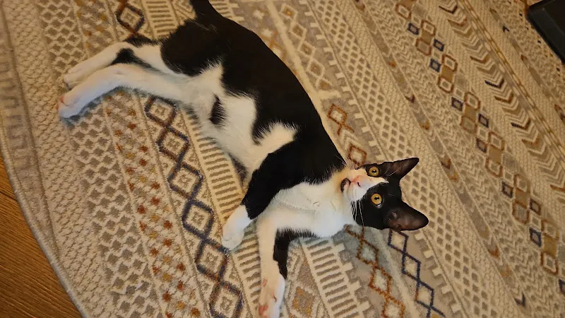 Parla Veteriner Kliniği foto 2