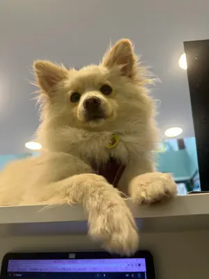 ASTRO VETERİNER KLİNİĞİ