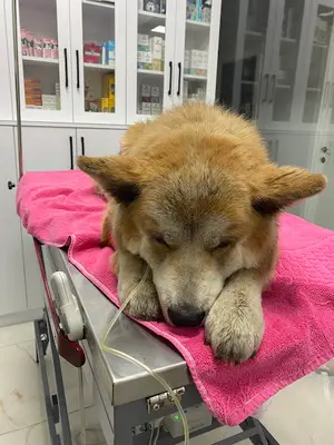 Hürriyet Veteriner Kliniği