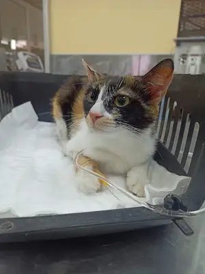 Vizyon Veteriner Kliniği-Mimar Sinan Veteriner-Kedi Kısırlaştırma-En Yakın Veteriner-Çekmeköyde Veteriner