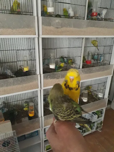 Yağız petshop akvaryum foto 2