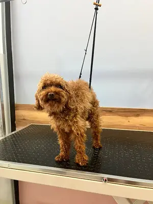 Pink Blue Pet Salon & Store