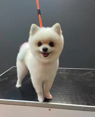 CIKO Pet Grooming Ataşehir - Pet Kuaför ve Pet Shop