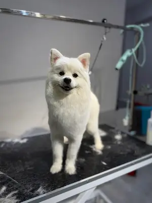 Minipaws Pet Kuaför