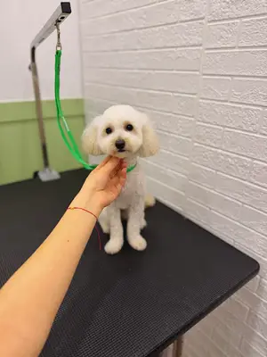 LALU PET KUAFÖR