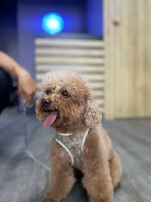 PET KUAFÖR ZEY