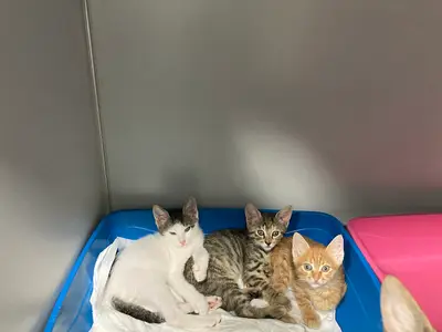 Aorta Veteriner Kliniği