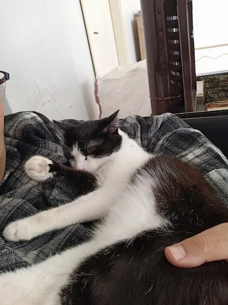 Akyurt Veteriner Kliniği Şarköy foto 2