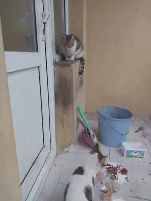 Eskişehir Büyükşehir Belediyesi Veterinerlik İşleri Şube Müdürlüğü