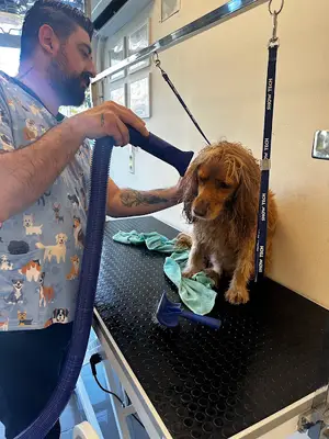 Petropolitan Grooming