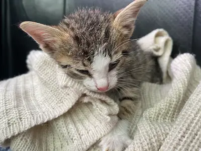 Can Pati Veteriner Kliniği