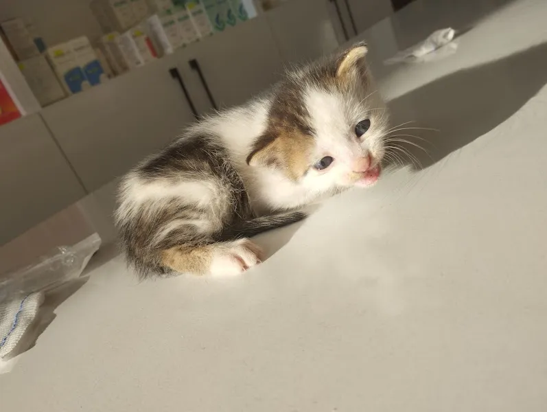 Siverek Anadolu Veteriner Kliniği foto 2