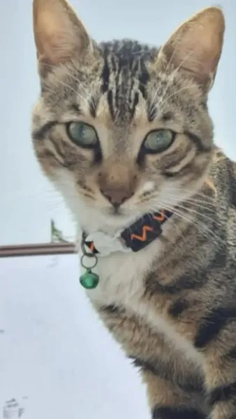 Okyanus Veteriner Kliniǧi foto 2