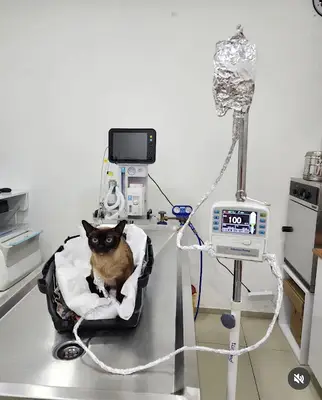 Türkoğlu Veteriner Kliniği