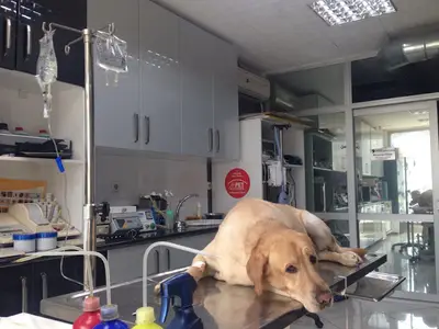 DOST Veteriner Kliniği BEYKOZ / İSTANBUL
