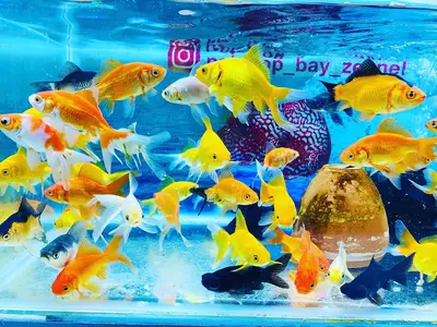 Zeynel Petshop