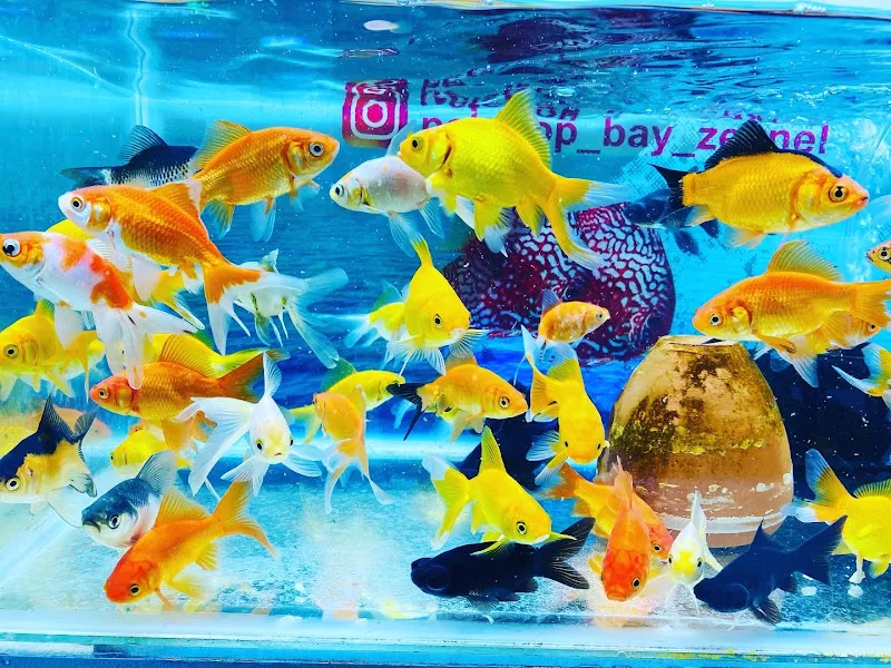 Zeynel Petshop foto 1