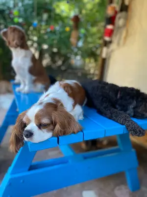 Dog city by pablo